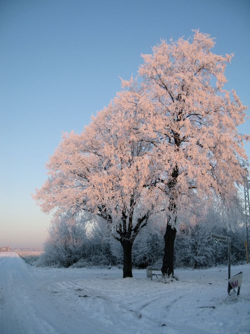 trees snow wintry