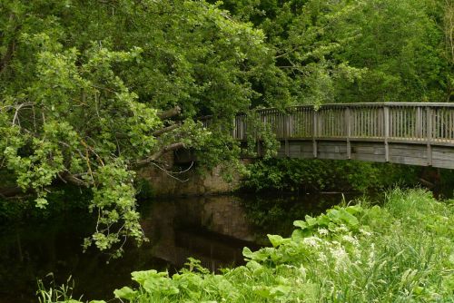 trees bridge river