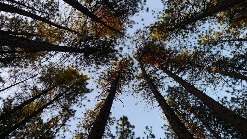 trees pine trees sky