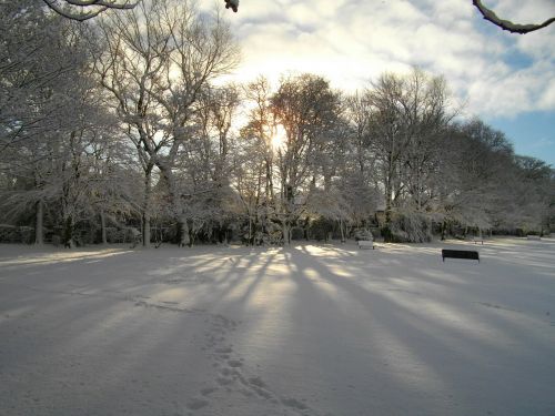 trees ice snow