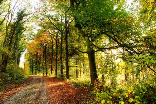 trees country landscape