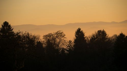 trees nature landscape