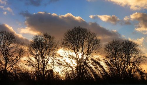 trees clouds sunset