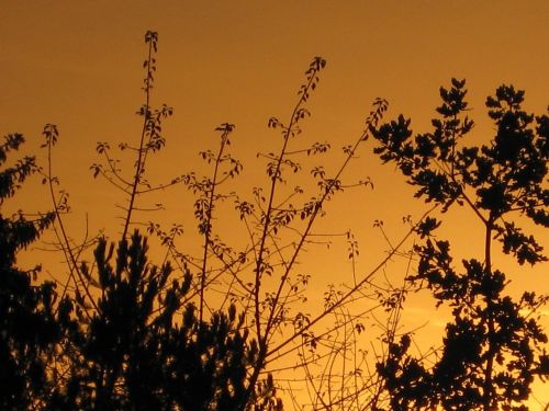 trees evening sky