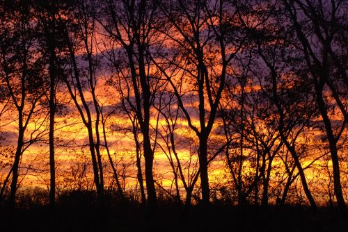 trees sunrise landscape