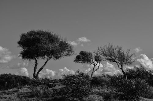 trees dunes nature