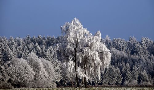 trees snowy winter