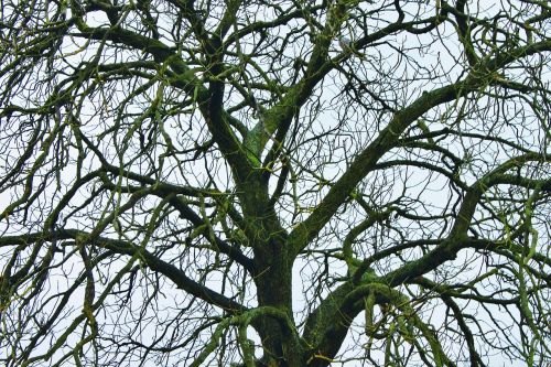 trees winter nature