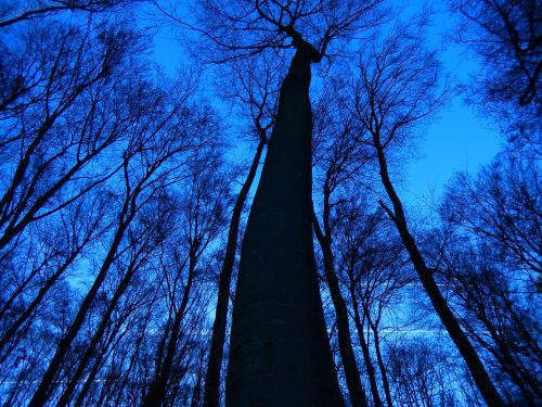 trees sky nature