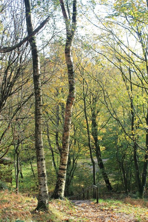 trees birch forest