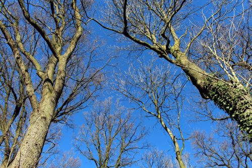 trees blue sky aesthetic