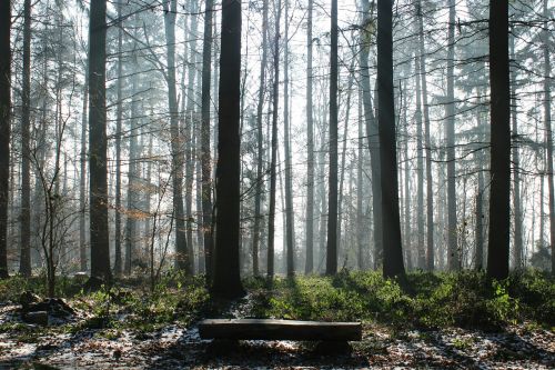 trees bank light