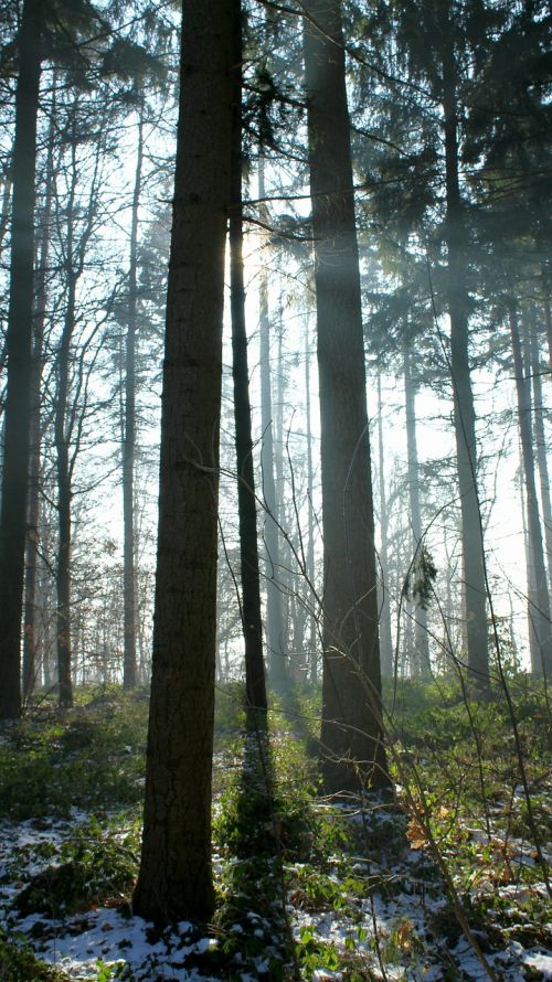 trees light beam fog