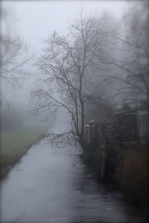 trees winter fog