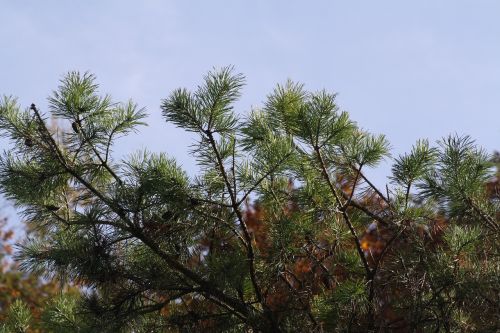 trees autumn yellow