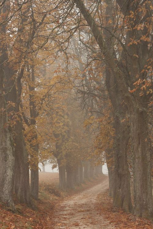 trees nature autumn