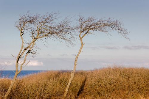 trees beach nature