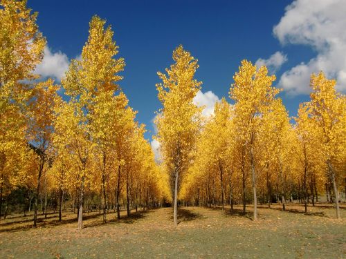 trees autumn leaves