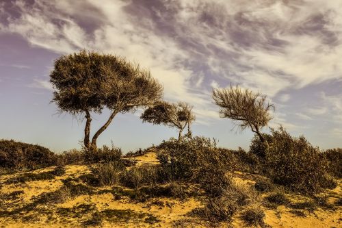 trees dune landscape