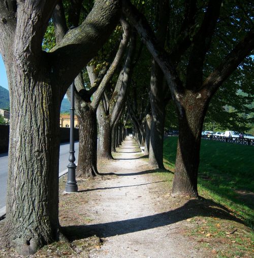 trees walkway pathways