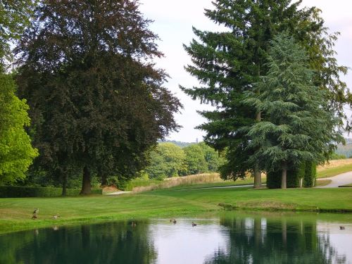 trees pond belgium