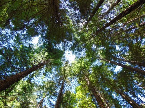 trees sky redwoods