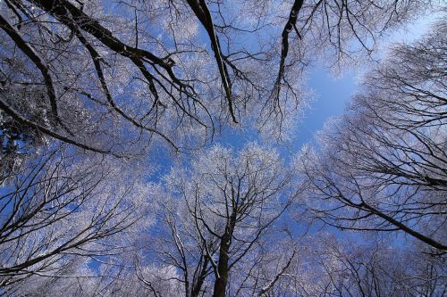 trees winter snow