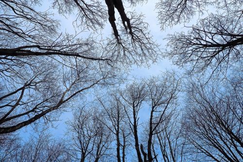 trees winter forest