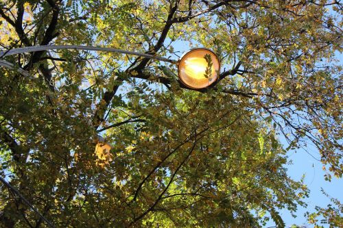 trees sky lantern