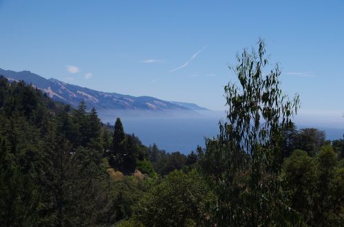 trees mountains fog