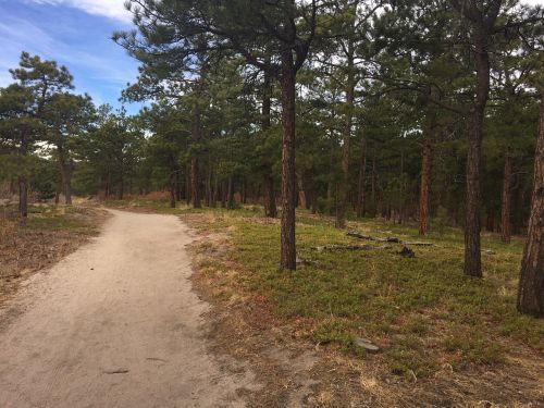 trees path nature