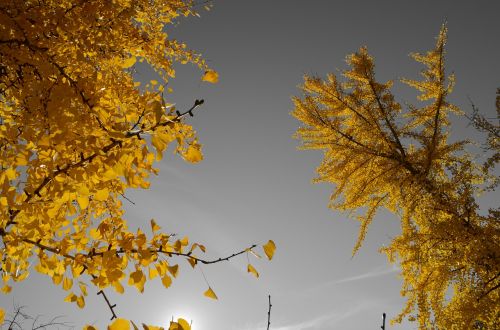 trees leaves sky