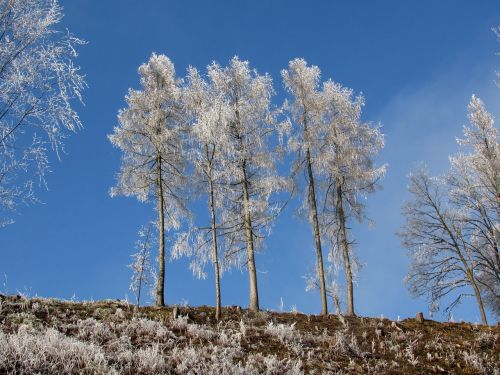 trees frost winter