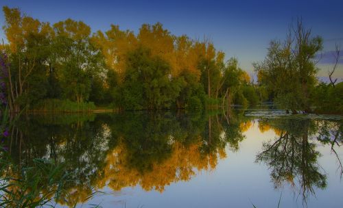 trees reflection landscape