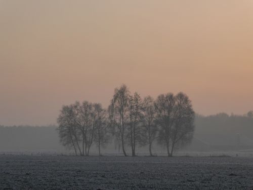 trees landscape winter