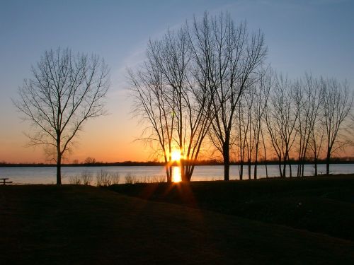 trees sunset evening