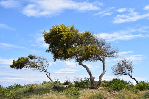 trees dune landscape