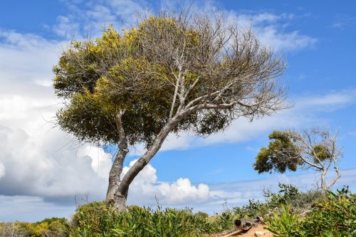 trees dune landscape