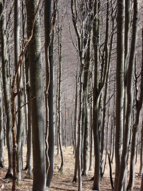 trees spring forest