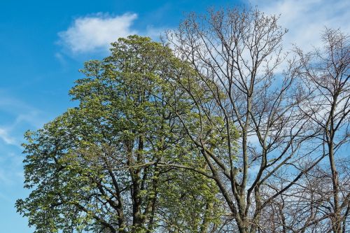 trees forest nature