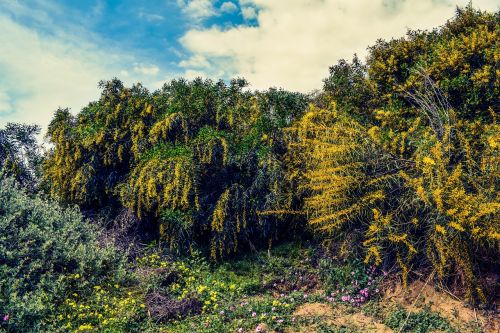 trees scenery spring