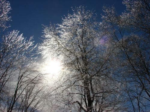 trees ice sun