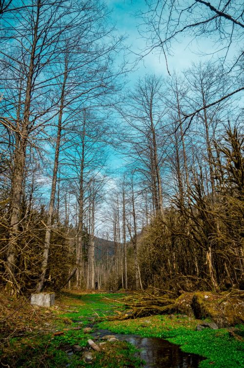 trees landscape rize