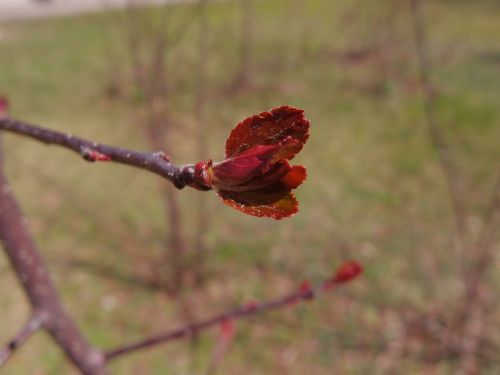 trees leaves red