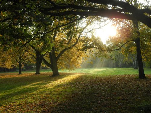 trees park forest