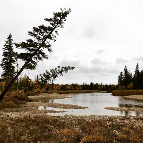 trees anticosti lake