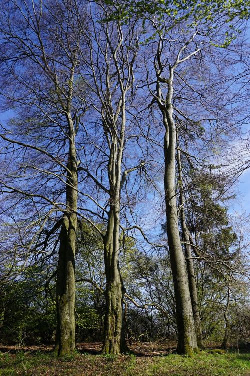 trees nature landscape