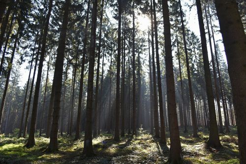 trees forest sun rays