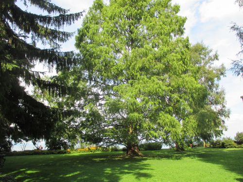 trees summer landscape