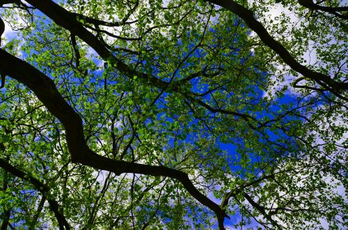 trees sky landscape